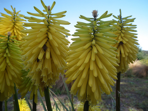 Yellow kniphofia