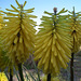 Yellow kniphofia