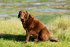 Labrador in the sunshine