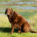 Labrador in the sunshine