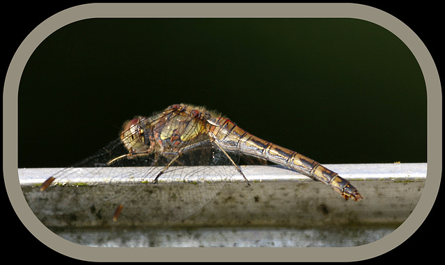 Sympetrum