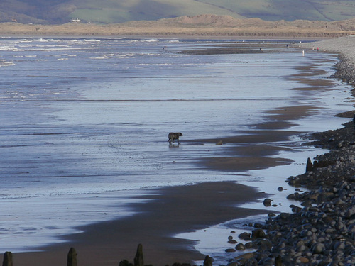 There were some dogs enjoying the beach