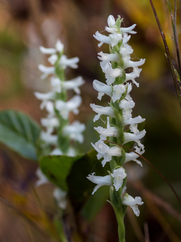 Spiranthes cernua (Nodding Ladies'-tresses orchid)