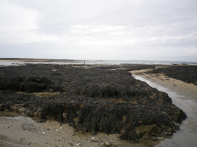 marée basse