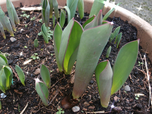 Some tulips starting to show