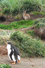 Rabbits and penguins