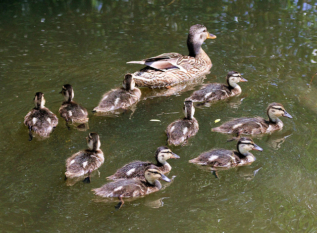 Eine große Familie (Stockenten)