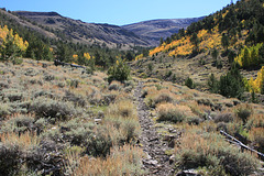 Pine Creek trail