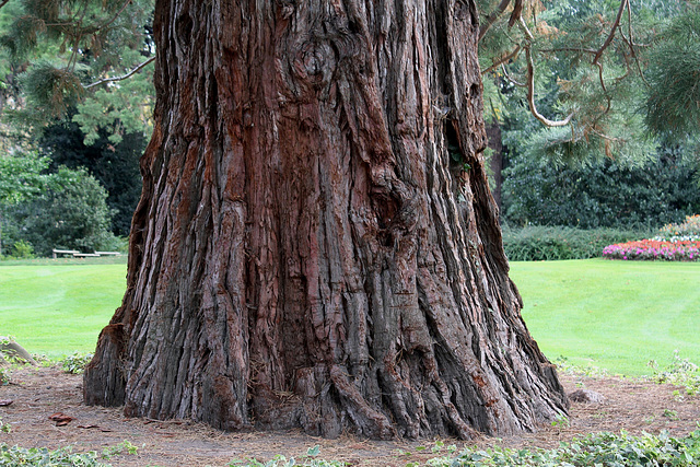Sequoiadendron giganteum