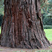 Sequoiadendron giganteum