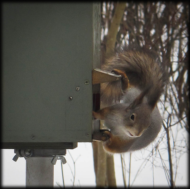 bird feeding house 2