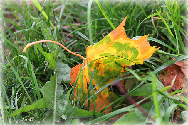 Il pleut des feuilles jaunes ........