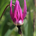 Dodecatheon jeffreyi