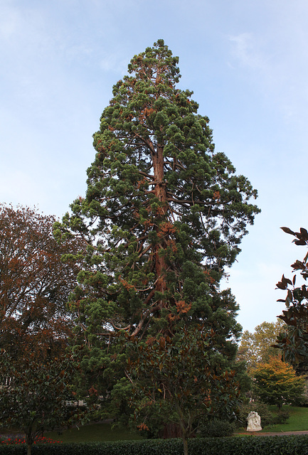 Sequoiadendron giganteum (2)