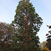 Sequoiadendron giganteum (2)
