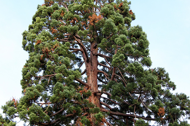 Sequoiadendron giganteum (3)