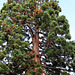 Sequoiadendron giganteum (3)