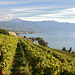 Vignoble du Lavaux et le lac Léman