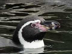 Humboldt Penguin having a swim
