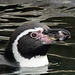 Humboldt Penguin having a swim