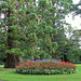 Sequoiadendron giganteum (5)