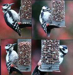 Young Woodpecker at supper - dusk