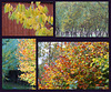 Cherry, willow, Beech - Autumn colours