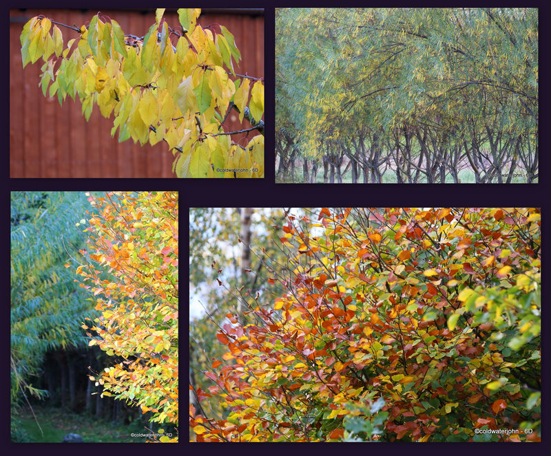 Cherry, willow, Beech - Autumn colours