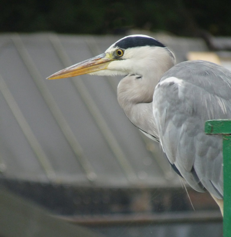 Grey Heron