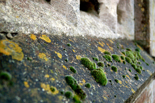 Lichen and Moss