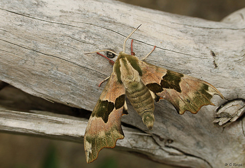 Lime Hawk-moth