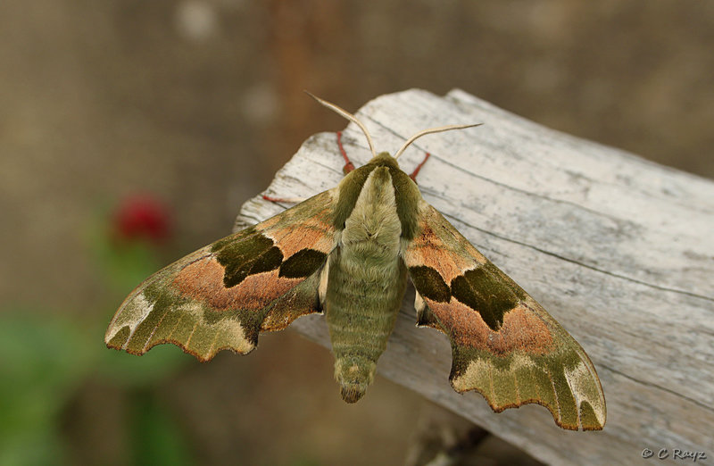 Lime Hawk-moth