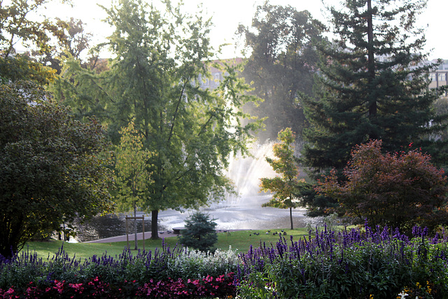 Vue 'plongeante'- entre Aver saccharinum et Sequoia sempervirens