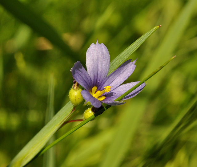 blue eye grass