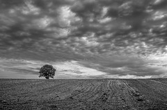 Arbre seul 0005-2 617REDIM