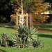 Yucca gloriosa variegata