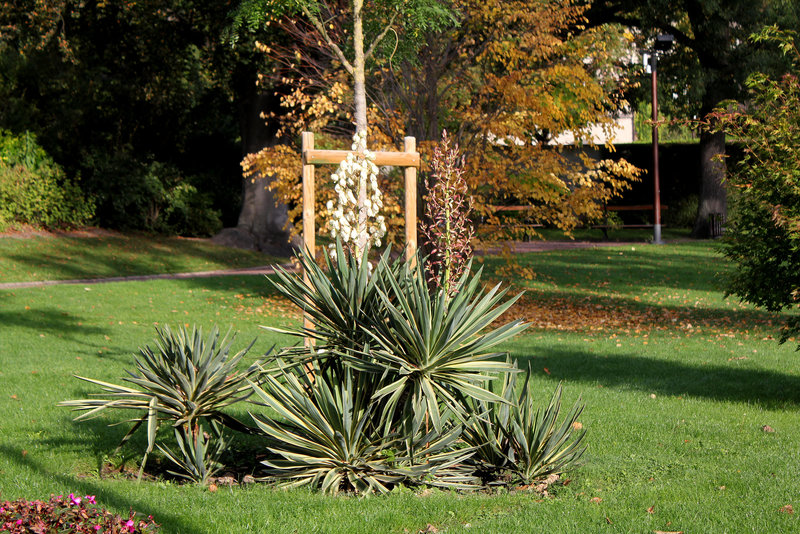 Yucca gloriosa variegata