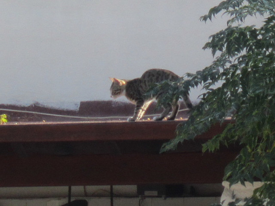 Kittens on the roof