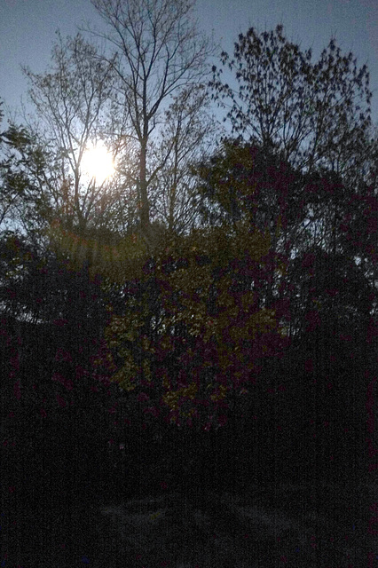 Woods. Night. Moon.