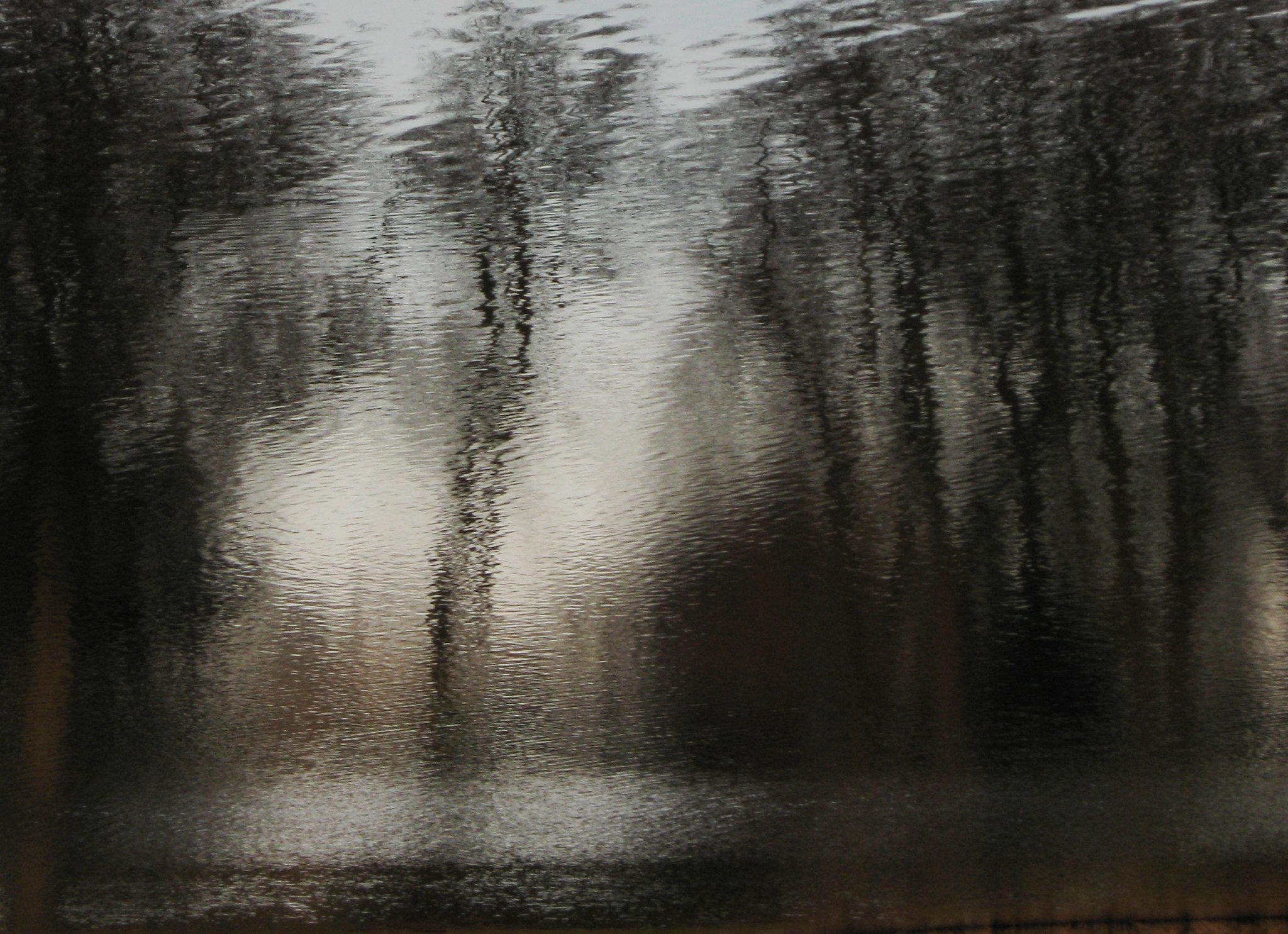 And in the Forest....