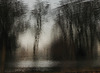And in the Forest....