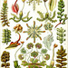 Auteur : Haeckel ( domaine public)- planche 82 Hepaticae