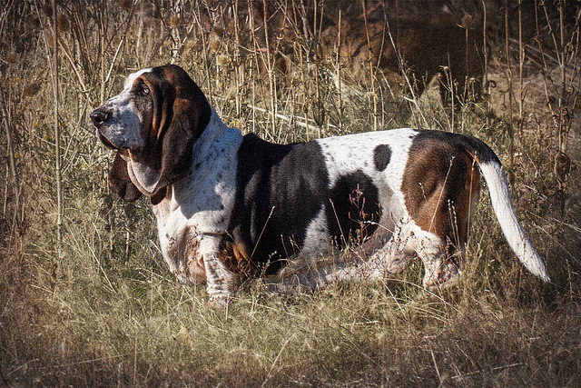 Moosie Surveying His World