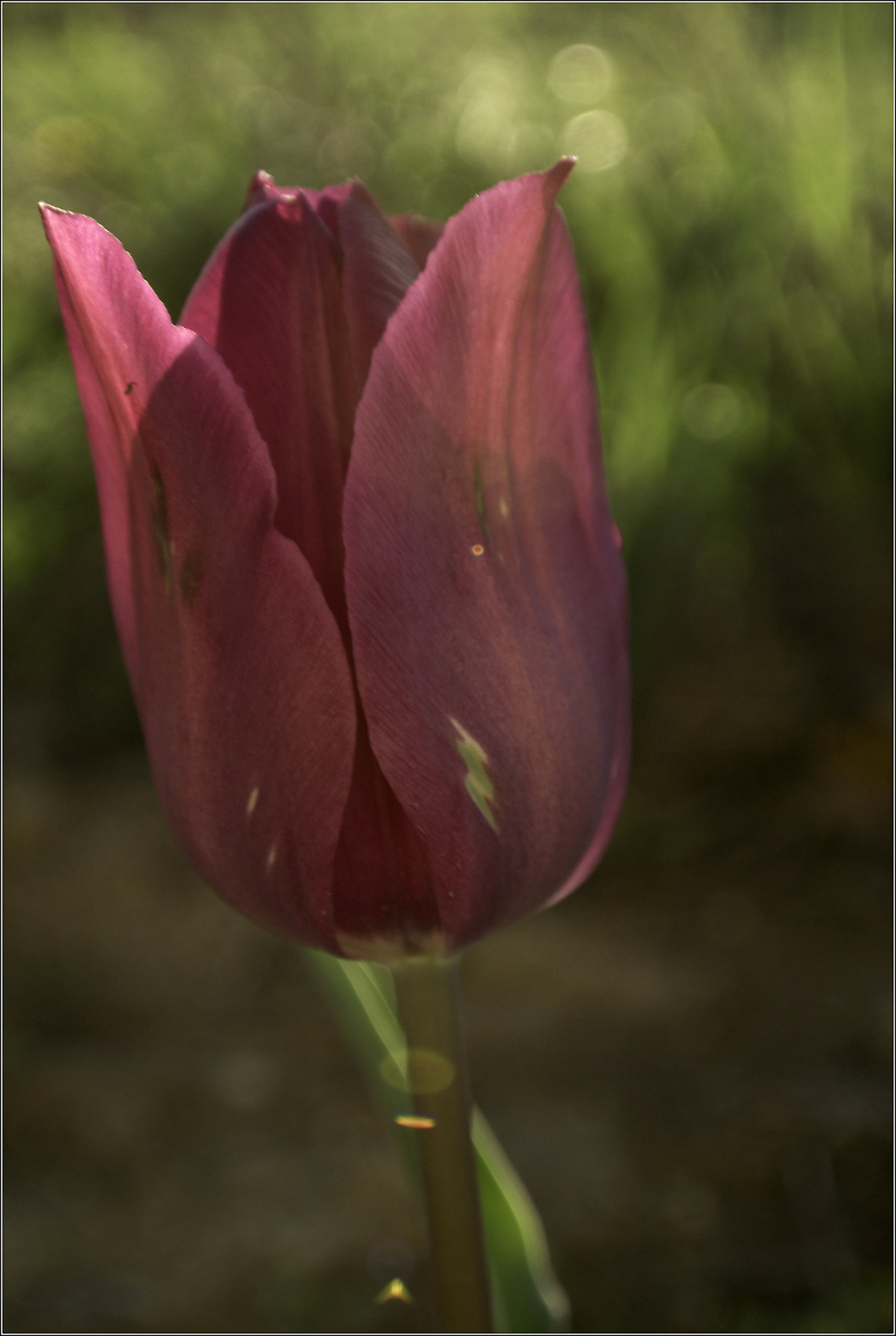 The Red Tulip