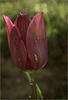 The Red Tulip