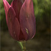 The Red Tulip