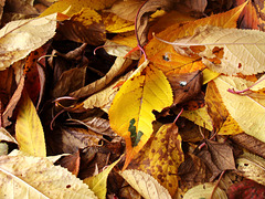 Fallen Autumn leaves