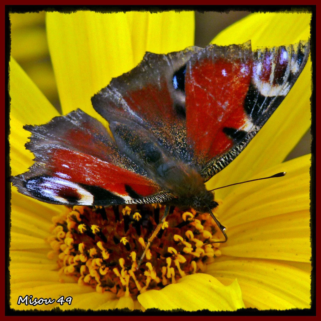 PAPILLON