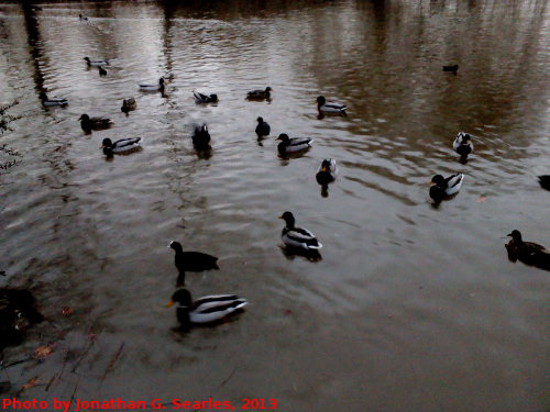 Ducks in Stromovka, Prague, CZ, 2013