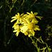 Blumen im Herbst - Gemeines Kreuzkraut